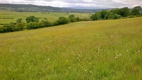 View of Lyth Valley from Brigsteer Bee Reserve